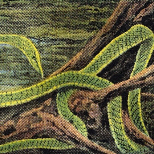Rainforest Spiritual Enslavement: Green Graves -[Vinyl LP]
